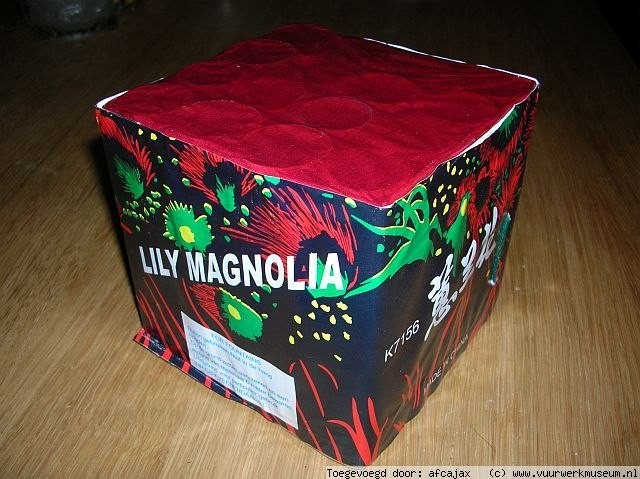 Lily_magnolia_3