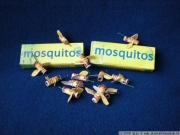 mosquitos_1
